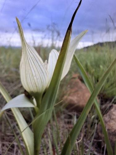 Colchicum striatum