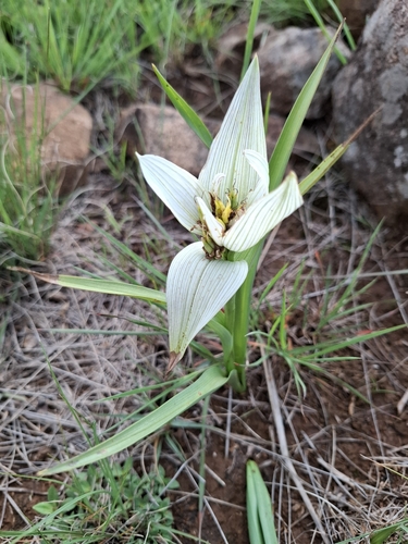 Colchicum striatum