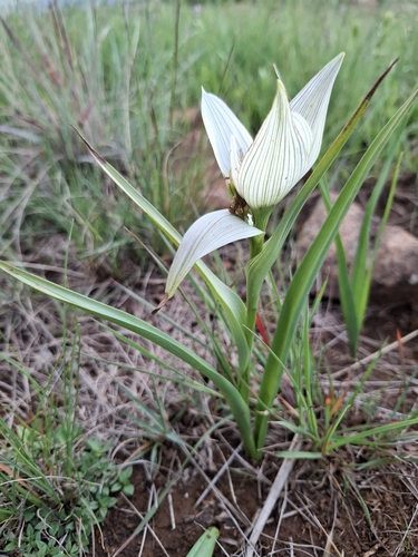 Colchicum striatum