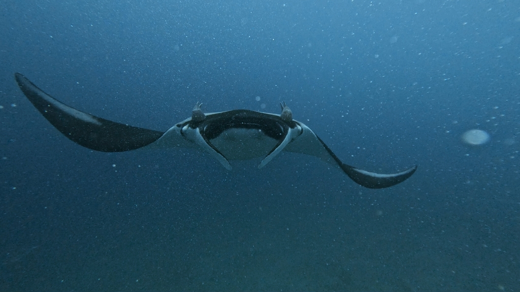 Atlantic manta