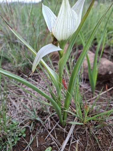 Colchicum striatum