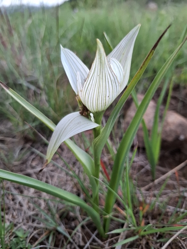 Colchicum striatum