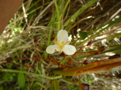 Libertia peregrinans