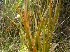 Libertia peregrinans