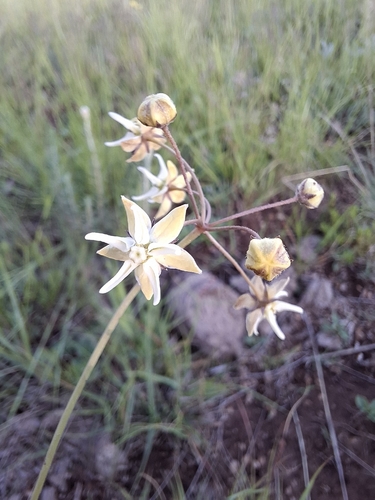 golden star-drops (Asclepias aurea)