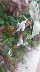 Abelia × grandiflora