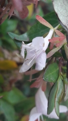 Abelia × grandiflora