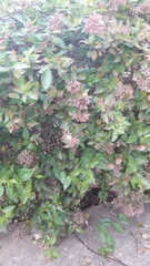 Abelia × grandiflora