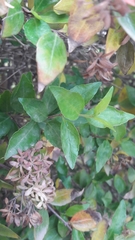 Abelia × grandiflora