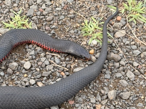 Red-bellied Black Snake sighting