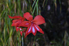 Gladiolus cardinalis