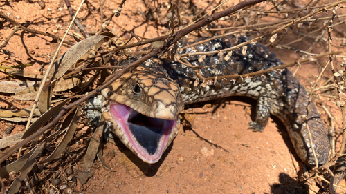 Southwestern Shingleback