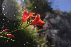 Gladiolus cardinalis