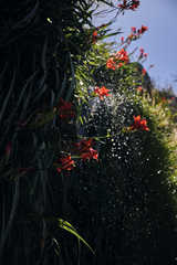 Gladiolus cardinalis