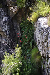 Gladiolus cardinalis