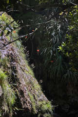 Gladiolus cardinalis