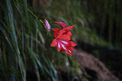 Gladiolus cardinalis