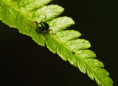 Coleoptera