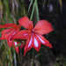 Gladiolus cardinalis - Photo (c) Peter Thompson, algunos derechos reservados (CC BY-NC), subido por Peter Thompson