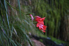 Gladiolus cardinalis