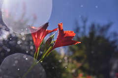 Gladiolus cardinalis