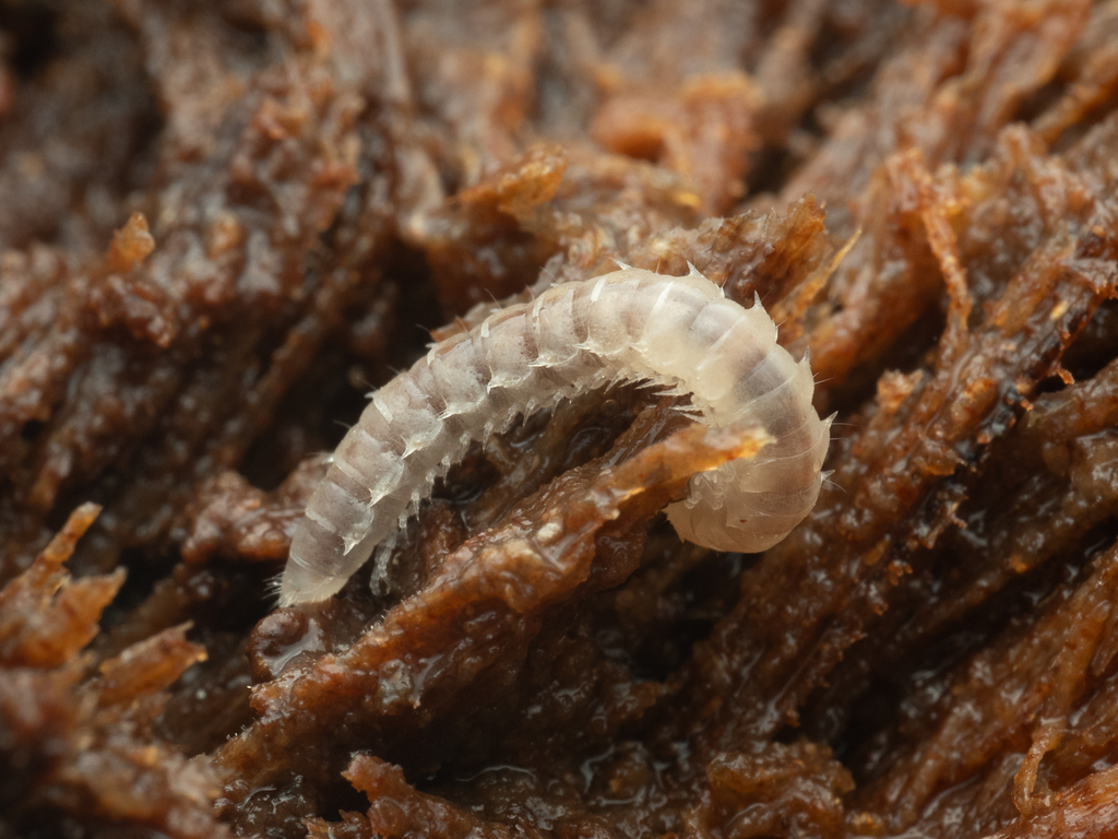 Lissodesmus cornutus