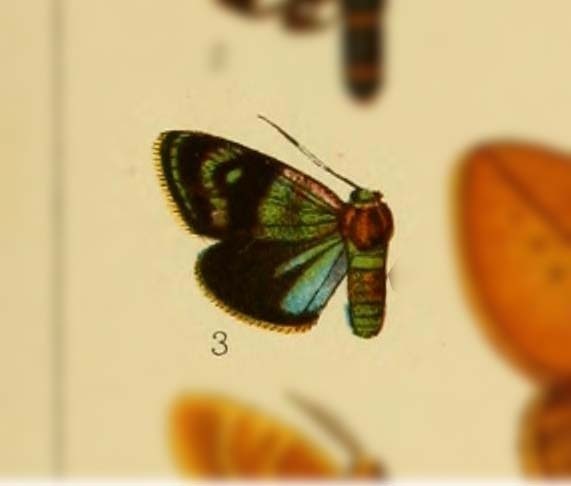 Clelea refulgens