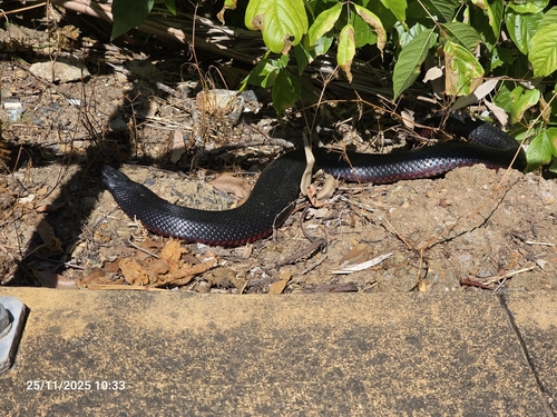 Red-bellied Black Snake sighting