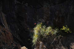 Gladiolus cardinalis