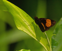 Koruthaialos rubecula