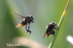 Mallophora ruficauda