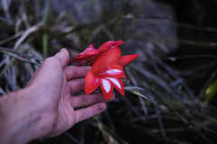 Gladiolus cardinalis