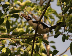 Penelopides manillae