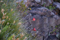 Gladiolus cardinalis