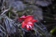 Gladiolus cardinalis