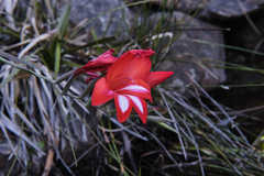 Gladiolus cardinalis