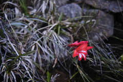 Gladiolus cardinalis