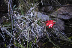 Gladiolus cardinalis