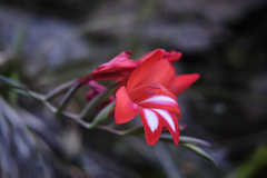 Gladiolus cardinalis