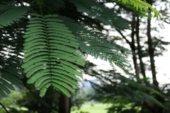 Parkia timoriana
