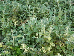 Helichrysum petiolare