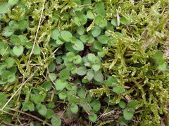 Leptostigma setulosum