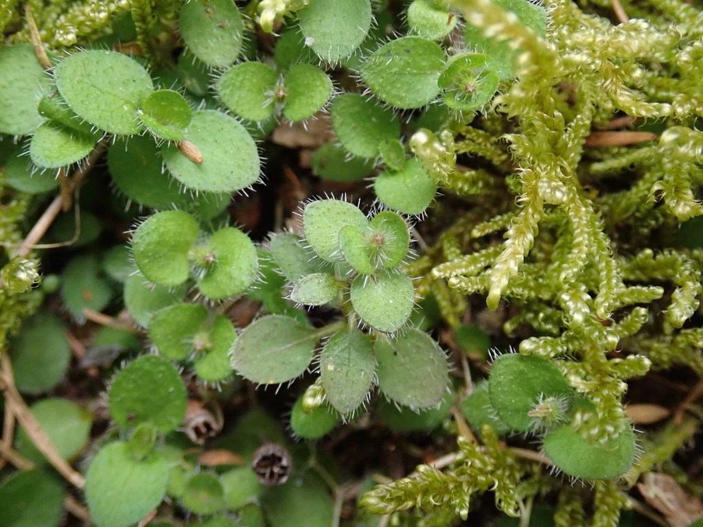 Leptostigma setulosum