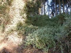 Helichrysum petiolare