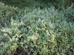 Helichrysum petiolare