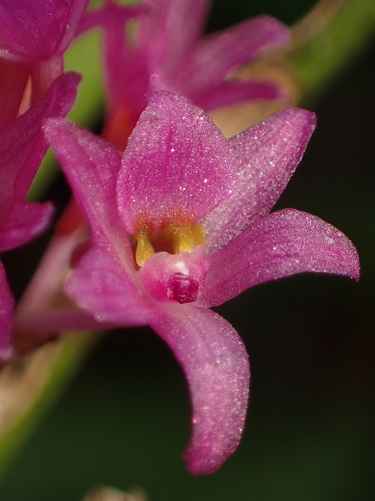 Holcoglossum pumilum
