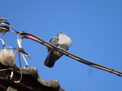 Columba livia domestica