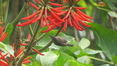 Aethopyga gouldiae