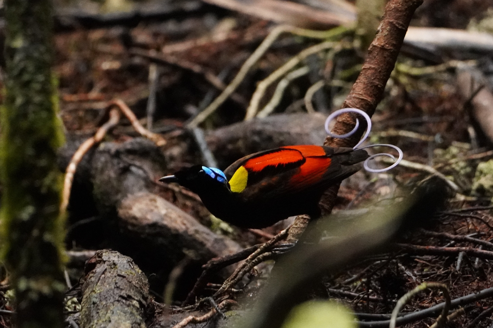 Wilson's Bird-of-paradise (Diphyllodes respublica), photo 9