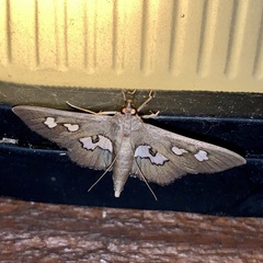 Omiodes odontosticta